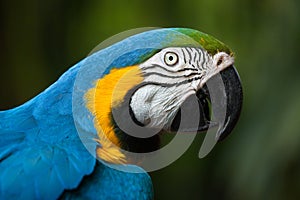 Blue-and-yellow macaw Ara ararauna