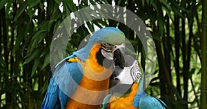 Blue-and-yellow Macaw,  ara ararauna, Adults Beak in Beak, Reel Time 4K