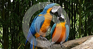 Blue-and-yellow Macaw,  ara ararauna, Adults Beak in Beak, Reel Time 4K