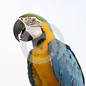 Blue-and-Yellow Macaw (Ara ararauna), also known as the Blue-and