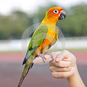 Blue-and-Yellow Macaw (Ara ararauna), also known as the Blue-and