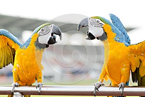 Blue-and-Yellow Macaw (Ara ararauna), also known as the Blue-and