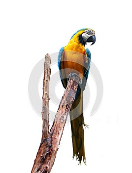 Blue and yellow macaw (Ara ararauna), also known as the blue and gold macaw