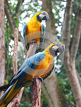 Blue and yellow macaw (Ara ararauna), also known as the blue and gold macaw