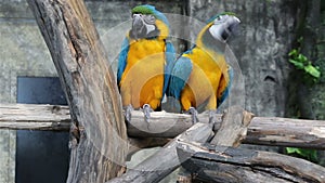 Blue-and-Yellow Macaw, Ara ararauna, also known as the Blue-and-Gold Macaw