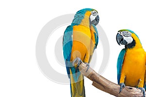 Blue-and-Yellow Macaw (Ara ararauna), also known as the Blue-and-Gold Macaw