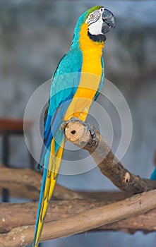 Blue-and-Yellow Macaw (Ara ararauna), also known as the Blue-and-Gold Macaw