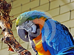 The blue-and-yellow macaw Ara ararauna, also known as the blue-and-gold macaw or Der Gelbbrustara, Abenteurland Walter Zoo