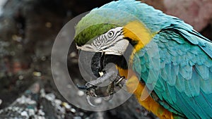 blue-and-yellow macaw (Ara ararauna), also known as blue-and-gold macaw eating food