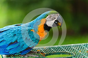 blue-and-yellow macaw (Ara ararauna), also known as blue-and-gold macaw eating food