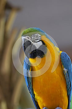 Blue-and-yellow macaw, Ara ararauna, also known as the blue-and-gold macaw, is a large South American parrot.