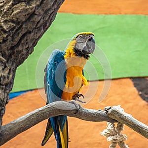 The blue-and-yellow macaw Ara ararauna, also known as the blue-and-gold macaw, portrait