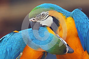 The blue-and-yellow macaw Ara ararauna, also known as the blue-and-gold macaw, portrait of the pair