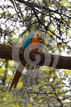 Blue-and-yellow macaw Ara ararauna, also known as the blue-and-gold macaw sotting on the branch with green background