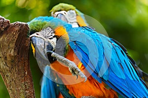blue-and-yellow macaw (Ara ararauna), also known as the blue-and-gold macaw on wood tree branch