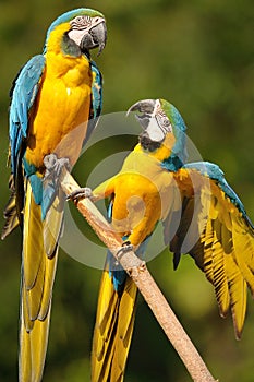 Blue-and-yellow Macaw (Ara ararauna) photo