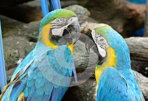 Blue-and-yellow Macaw (Ara ararauna)