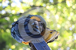 Blue-and-yellow macaw (Ara ararauna), blue-and-gold macaw, arara canindé, Amazon rainforest species