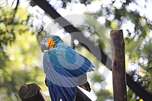 Blue-and-yellow macaw (Ara ararauna), blue-and-gold macaw, BioParque do Rio, Rio de Janeiro photo