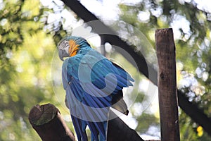 Blue-and-yellow macaw (Ara ararauna), blue-and-gold macaw, BioParque do Rio, Rio de Janeiro photo