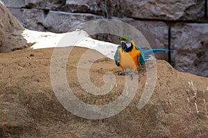 A blue-and-yellow macaw Ara ararauna, or a blue-and-gold macaw stands on rock