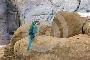 A blue-and-yellow macaw Ara ararauna, or a blue-and-gold macaw stands on rock