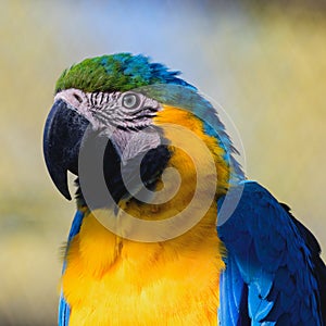 Blue and Yellow Macaw Ara ararauna. Close up