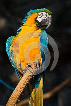 Blue-yellow macaw Ara ararauna close-up in the city Chiang Mai, Thailand