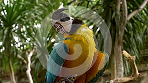 Blue and Yellow Macaw Ara ararauna Closeup