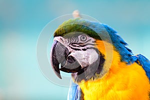 Blue and Yellow Macaw Ara ararauna. Closeup