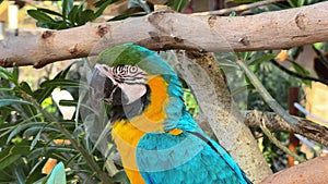 Blue and Yellow Macaw (Ara ararauna) Closeup in Iguazu Falls, Brasil - Argentina - 2 Scene Clip Pack Collection