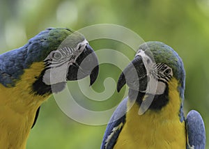 Blue and yellow macaw (Ara ararauna) an exotic bird