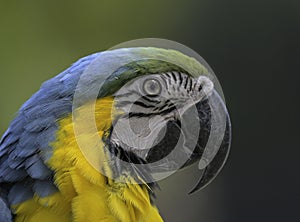 Blue and yellow macaw (Ara ararauna) an exotic bird