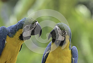 Blue and yellow macaw (Ara ararauna) an exotic bird