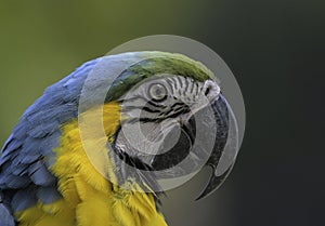 Blue and yellow macaw (Ara ararauna) an exotic bird