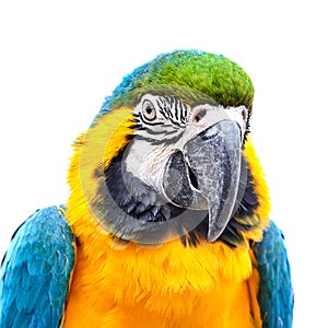 Blue-and-yellow macaw Ara ararauna in front of white background