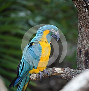 The blue-and-yellow macaw (Ara ararauna) photo