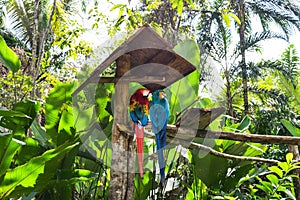 Blue-and-yellow macaw Ara ararauna and green-winged macaw Ara chloropterus in Amazon Animal Orphanage Pilpintuwasi