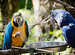 Blue-and-yellow macaw (Ara ararauna) and Hyacinth macaw (Anodorhynchus hyacinthinus)