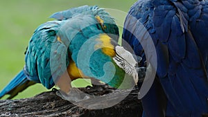 blue-and-yellow macaw (Ara ararauna) with hyacinth macaw parrot