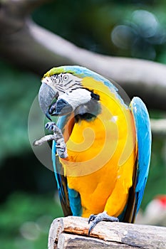 Blue-and-yellow Macaw