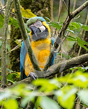 The Blue-and-yellow Macaw, Ara ararauna is a large South American parrot