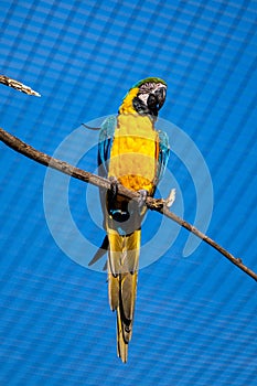 The Blue-and-yellow Macaw, Ara ararauna is a large South American parrot