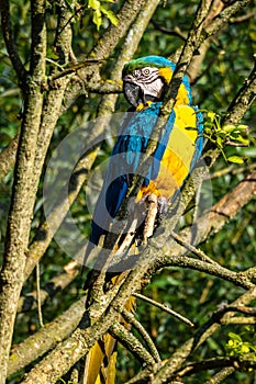 The Blue-and-yellow Macaw, Ara ararauna is a large South American parrot