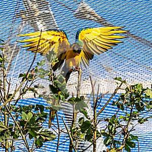 The Blue-and-yellow Macaw, Ara ararauna is a large South American parrot