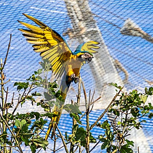 The Blue-and-yellow Macaw, Ara ararauna is a large South American parrot