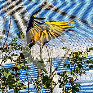 The Blue-and-yellow Macaw, Ara ararauna is a large South American parrot