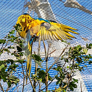 The Blue-and-yellow Macaw, Ara ararauna is a large South American parrot