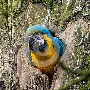 The Blue-and-yellow Macaw, Ara ararauna is a large South American parrot