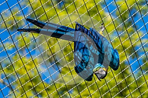 The Blue-and-yellow Macaw, Ara ararauna is a large South American parrot